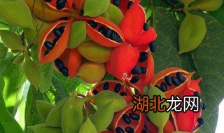 凤眼果最新市场价格及其动态分析概览