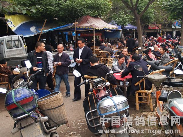 天门信鸽协会最新动态及进展概况