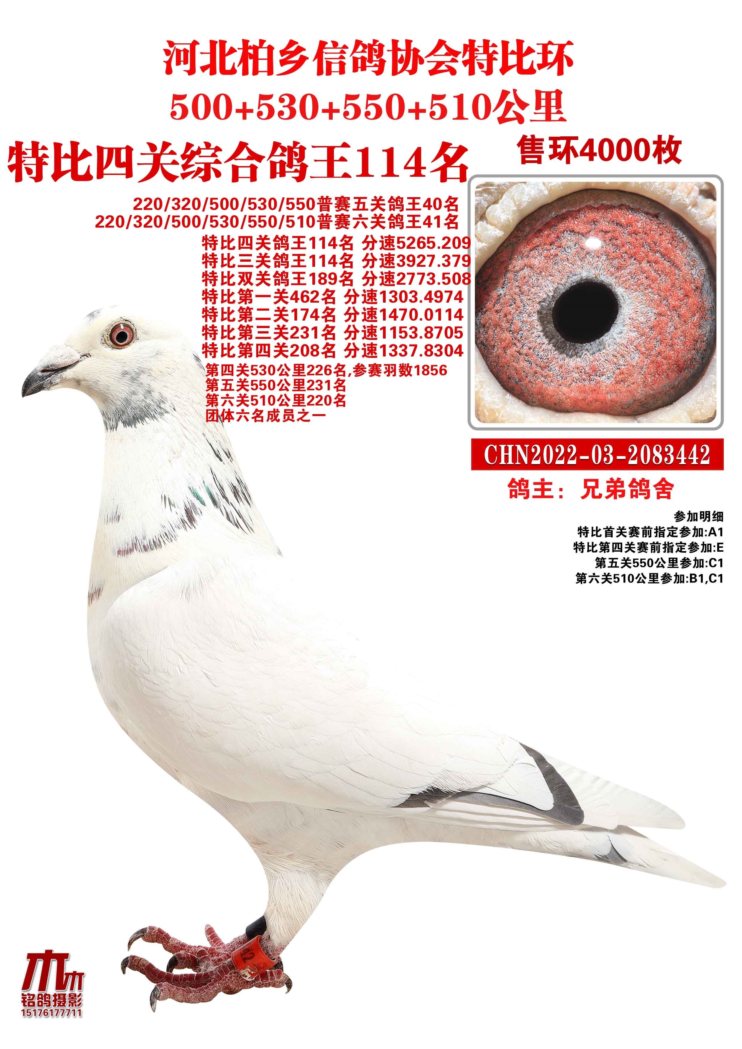 柏乡信鸽最新公告，开启全新飞翔篇章