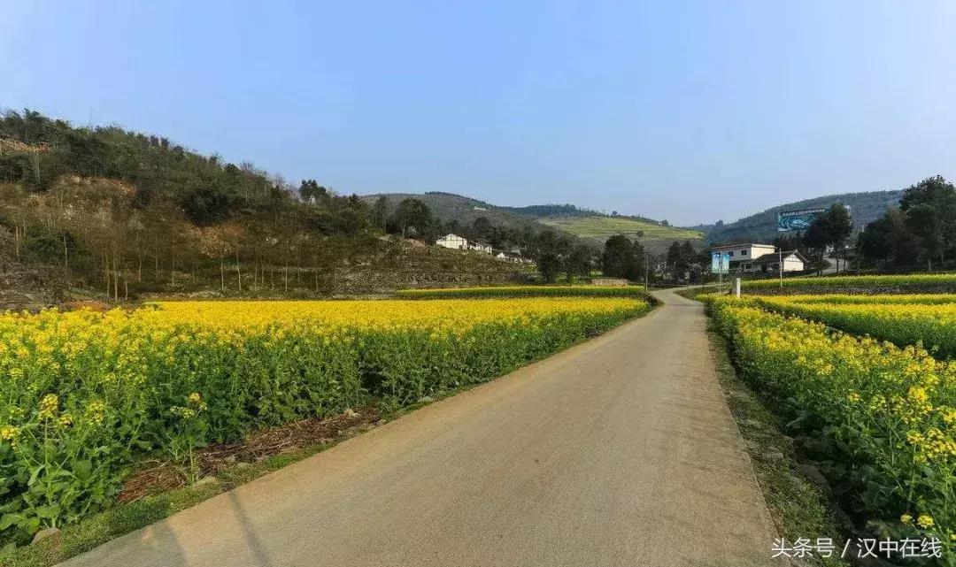 洋县最新招标公告详解及招标动态速递