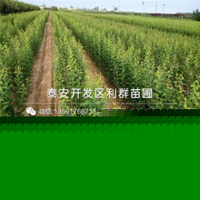 最新今日苗木求购信息,园林苗木