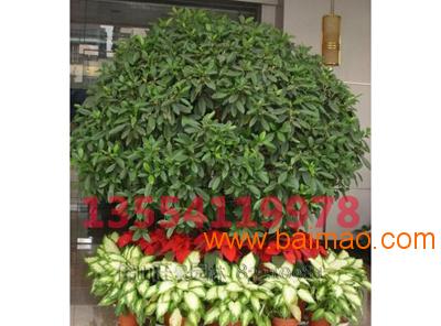 花木市场最新价格,花木市场最新价格概览及分析