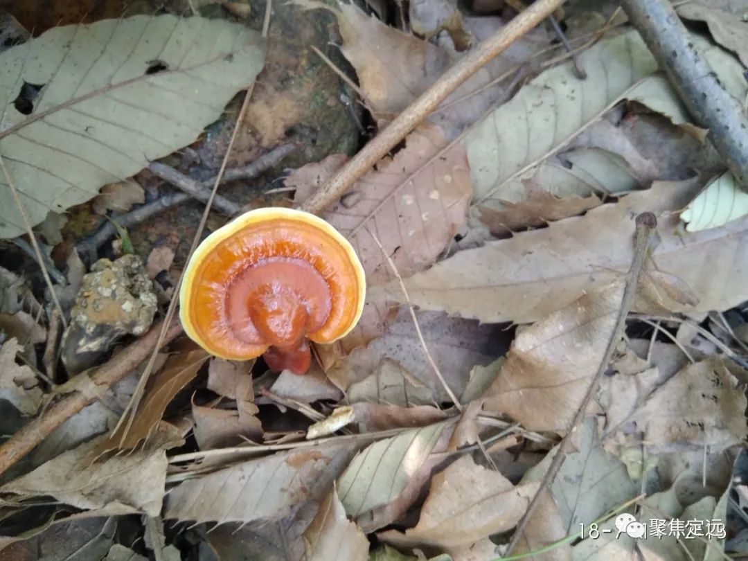 成果揭秘