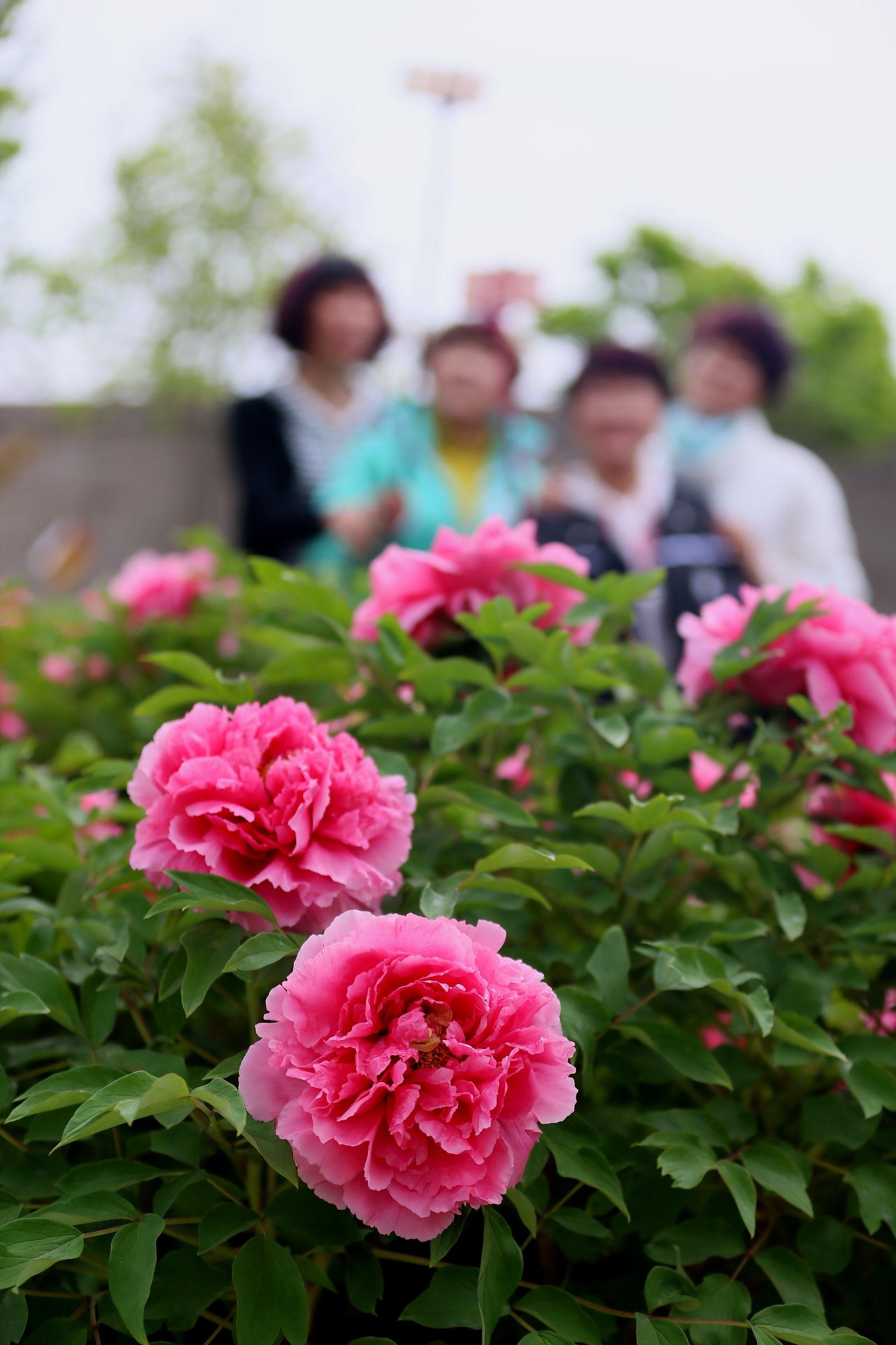 枣红 第10页