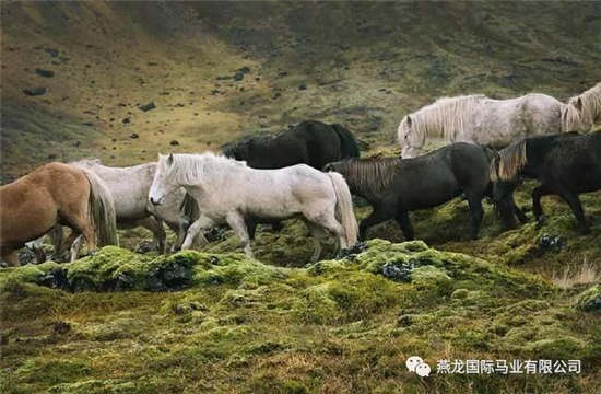澳门今晚揭晓特马四不像图，深入解析与科学阐释_ZAB64.798儿童版