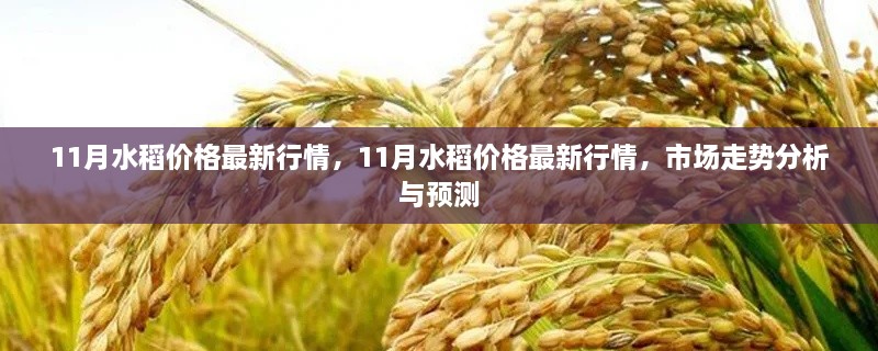 11月水稻价格最新行情，11月水稻价格最新行情，市场走势分析与预测