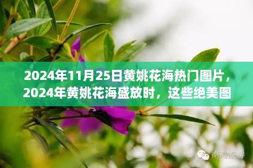 2024年11月25日黄姚花海热门图片，2024年黄姚花海盛放时，这些绝美图片你一定不能错过！