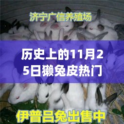 历史上的11月25日獭兔皮价格行情解析与深度洞察