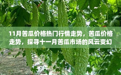 11月苦瓜市场行情深度解析，价格走势与风云变幻