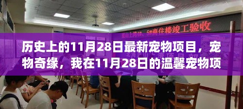 11月28日宠物奇缘，温馨项目中的难忘经历