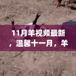 温馨十一月，羊视频里的快乐时光与友情瞬间捕捉最新精彩瞬间