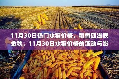 稻香四溢映金秋，11月30日水稻价格的波动与影响