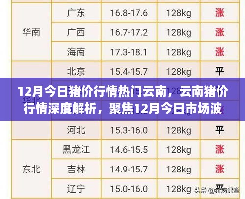 云南猪价行情深度解析，聚焦市场波动与最新动态