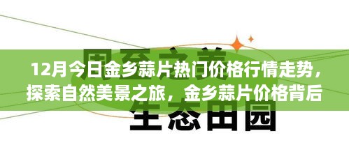 金乡蒜片行情揭秘，价格背后的故事与探索自然美景之旅