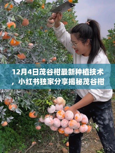 独家揭秘，茂谷柑种植新篇章，12月最新种植技术指南分享