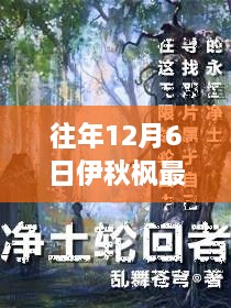 伊秋枫新作，与自然共舞，内心平静的奇妙旅行