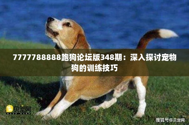 7777788888跑狗论坛版348期：深入探讨宠物狗的训练技巧