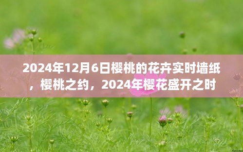 樱桃花卉实时墙纸，樱花盛开之约 2024年梦幻樱桃之约
