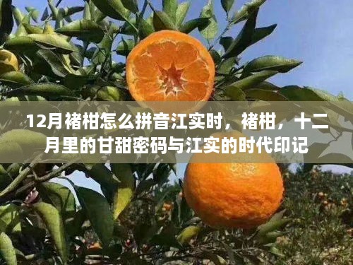 江实时褚柑，十二月甘甜密码与时代印记