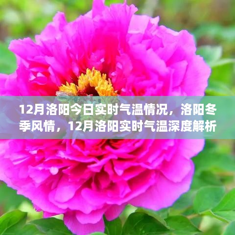 洛阳冬季风情深度解析，十二月实时气温与气候特点解析
