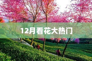 12月赏花热门，美景抢先看